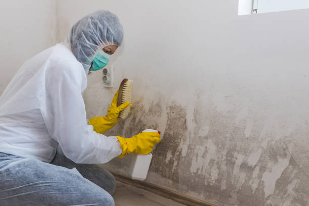 Best Mold Testing and Inspection Services in Lawrenceburg, TN